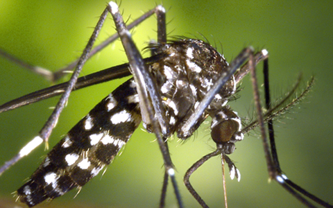 Zika mosquito shop